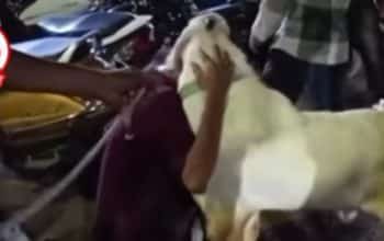 kambing menangis dan pemiliknya