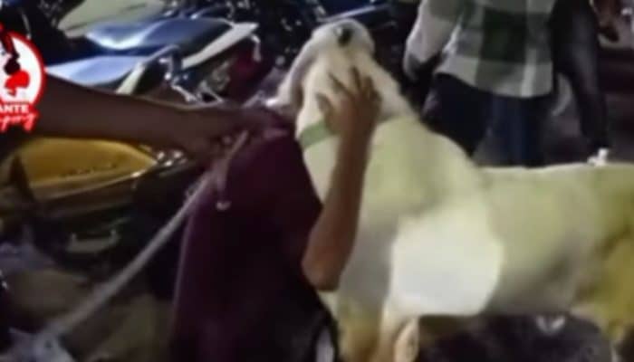 Viral Kambing Menangis Jelang Idul Adha, Warganet Ikut Haru