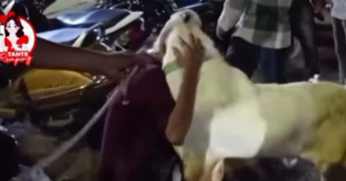 kambing menangis dan pemiliknya
