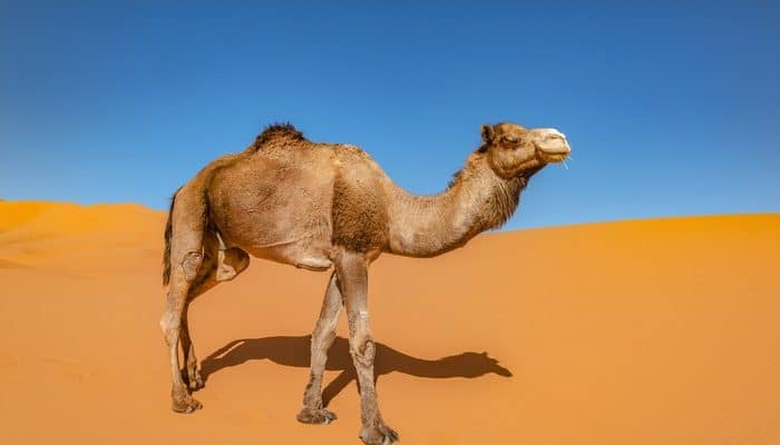 Peternak Mojokerto Datangkan Unta dari Arab Saudi, Dijual untuk Kurban Idul Adha 2026