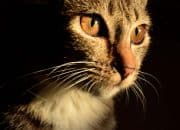 Jangan Potong Kumis Kucing bisa Berdampak Fatal, itu Sensor Paling Canggih Mengalahkan GPS