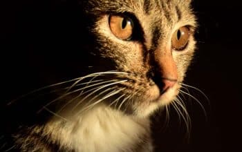 kumis kucing