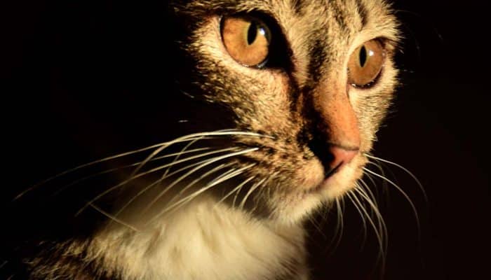 Jangan Potong Kumis Kucing bisa Berdampak Fatal, itu Sensor Paling Canggih Mengalahkan GPS
