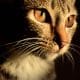 Jangan Potong Kumis Kucing Berdampak Fatal, itu Sensor Paling Canggih Mengalahkan GPS
