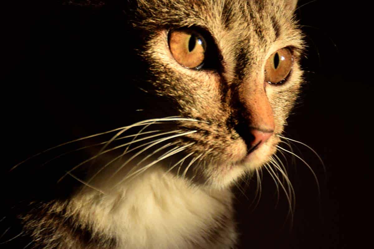 kumis kucing
