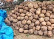 Permintaan Global Tinggi Produk Olahan Porang berupa Kanjac, Chips dan Tepung Melonjak Tajam