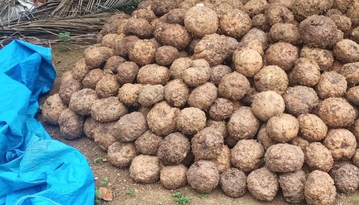 Permintaan Global Tinggi Produk Olahan Porang berupa Kanjac, Chips dan Tepung Melonjak Tajam