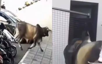 sapi masuk minimarket
