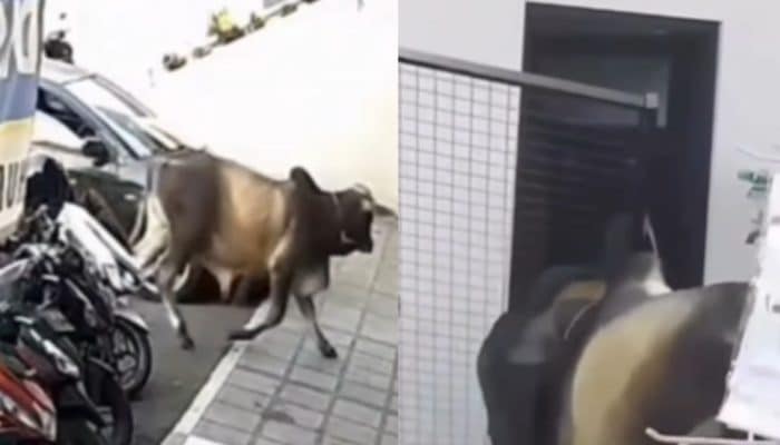 Sapi Masuk Minimarket di Bogor Bikin Panik Warga, Rak Barang Berantakan