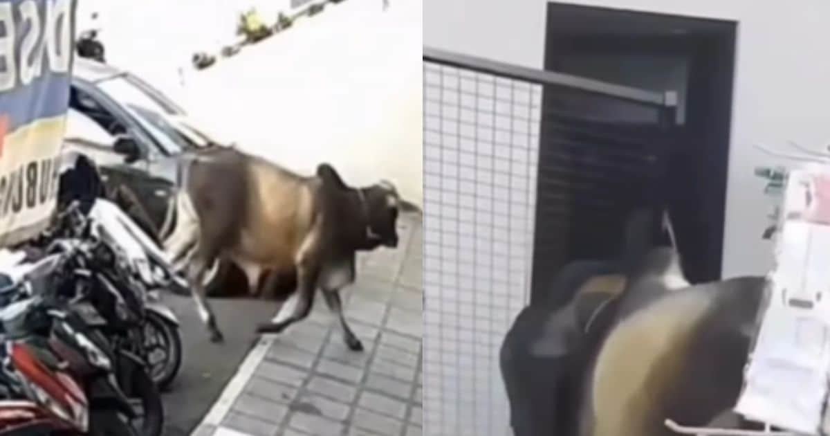 sapi masuk minimarket