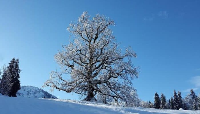 5 Destinasi Liburan Bersalju yang Cocok untuk Wisatawan Indonesia, Saatnya Wujudkan Mimpi Main Salju!