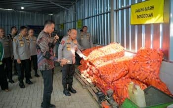 JAGUNG 8