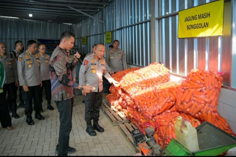 JAGUNG 8