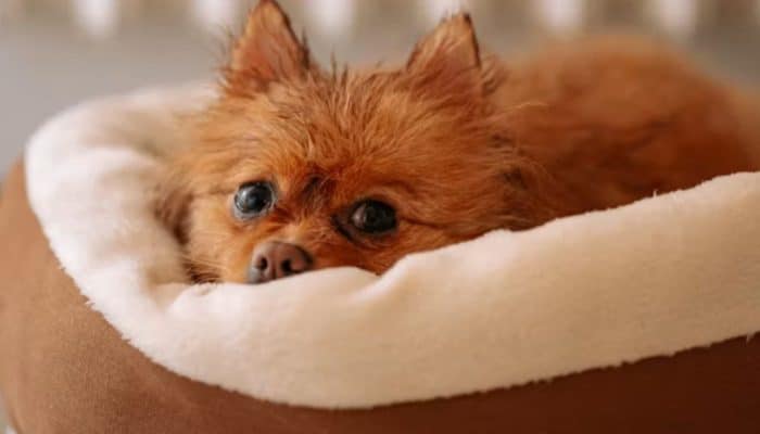 Pria Diduga Lecehkan Anjing Pom di Cafe Kawasan Jakarta Utara, Tindakannya Tuai Kecaman
