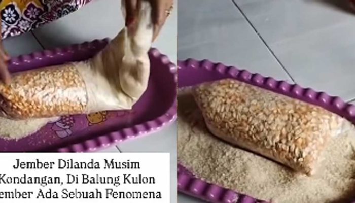 Viral Tuan Rumah Hajatan di Jember Kaget Temukan Gula 1 Kg Berisi Butiran Jagung
