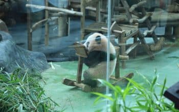 Bayi giant panda bernama Satrio Wiratama atau Baby Rio tampil di Istana Panda Indonesia, Taman Safari Indonesia, Cisarua, Kabupaten Bogor. (Kis/ist)