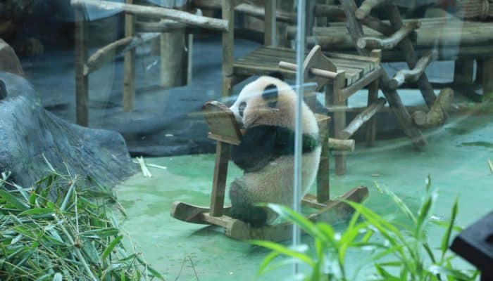 Panda Pertama Lahir di Indonesia, Baby Rio Jadi Simbol Persahabatan RI–Tiongkok