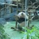 Bayi giant panda bernama Satrio Wiratama atau Baby Rio tampil di Istana Panda Indonesia, Taman Safari Indonesia, Cisarua, Kabupaten Bogor. (Kis/ist)