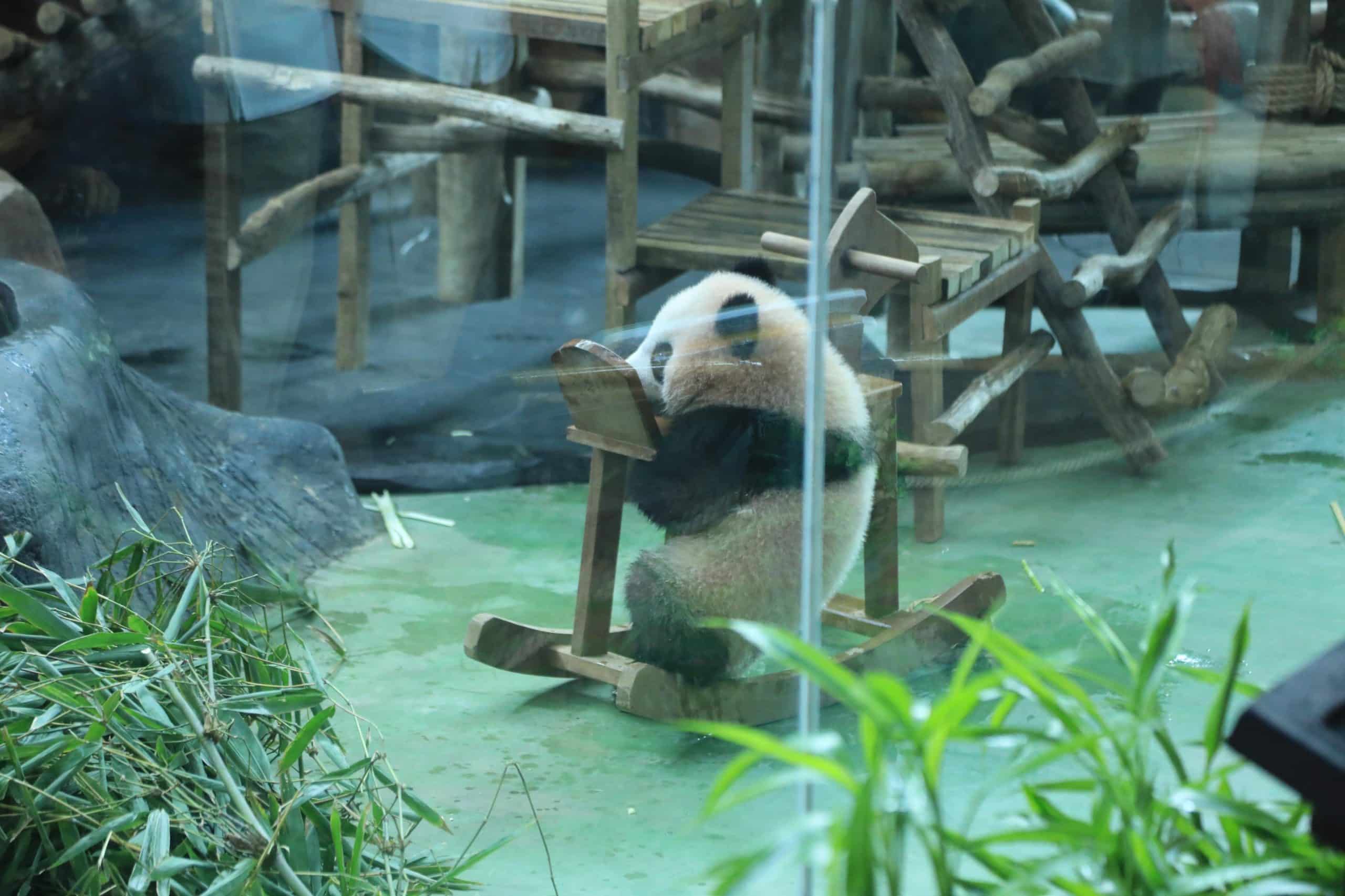 Bayi giant panda bernama Satrio Wiratama atau Baby Rio tampil di Istana Panda Indonesia, Taman Safari Indonesia, Cisarua, Kabupaten Bogor. (Kis/ist)