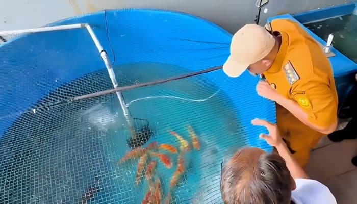 Bupati Bogor Tinjau Yamagen Koi Farm, Ungkap Potensi Besar Perikanan Ciseeng yang Menjanjikan