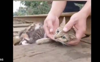 Operasi Meow Meow
