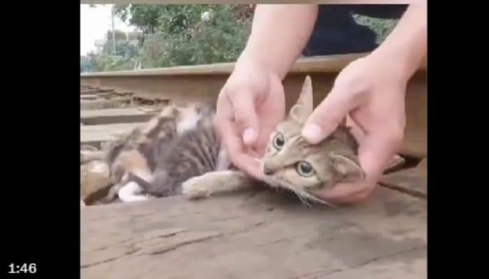 Pilot Drone Ukraina Selamatkan Induk Kucing dan Anak-anaknya dari Zona Perang