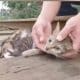 Operasi Meow Meow