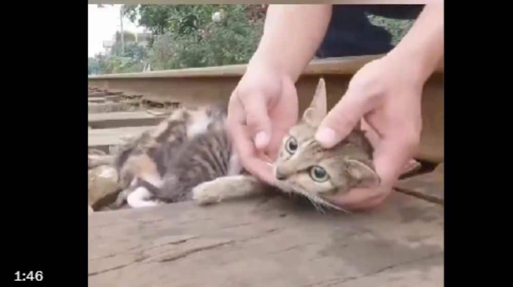 Operasi Meow Meow