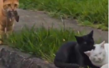 Video kucing patah hati