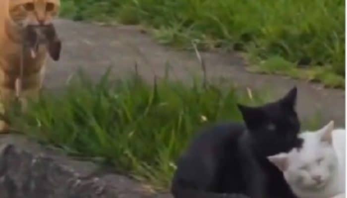 Bikin Netizen Meleleh! Kucing Oren Ini Buang Tikus Hadiahnya Usai Pergoki ‘Gebetan’ Bersama Kucing Lain