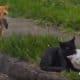 Video kucing patah hati