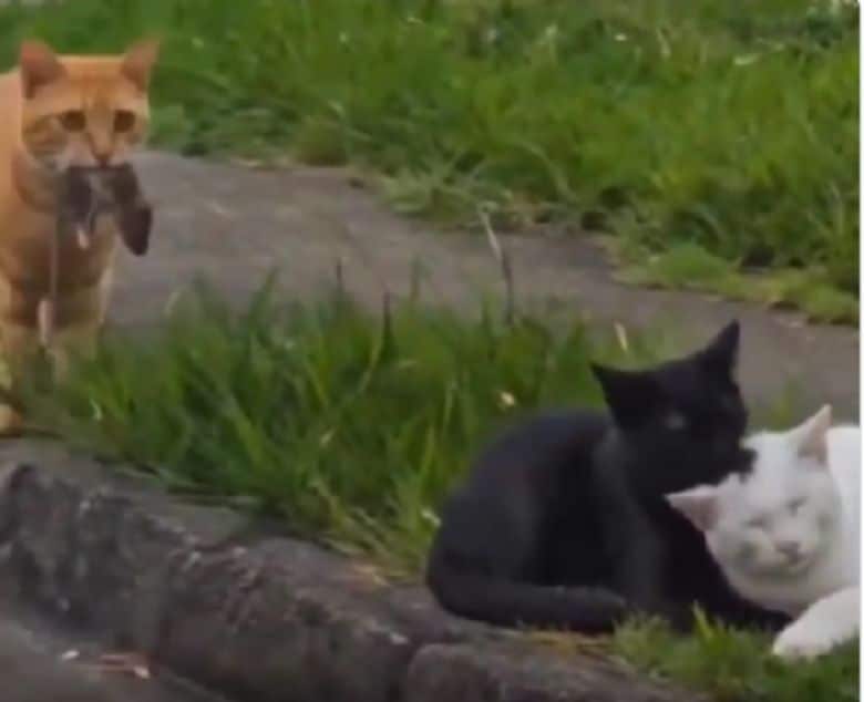 Video kucing patah hati