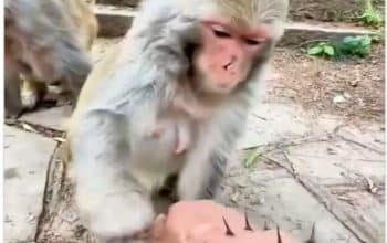 monyet viral