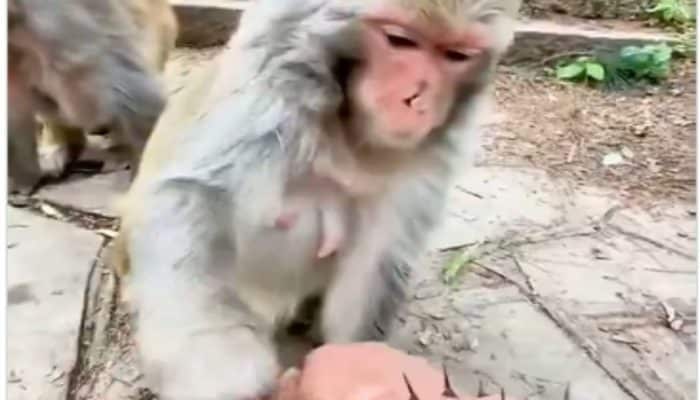 Monyet Ini Bikin Netizen Baper! Sudah Menolong Temannya, Malah Ditinggal Pergi Begitu Saja