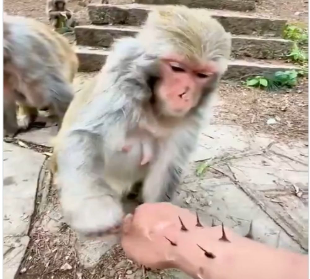 monyet viral