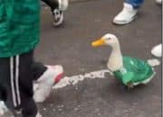 Bukan Pemain atau Suporter, Bebek Berjersey Timnas Meksiko Ini Justru Jadi Bintang Usai Kemenangan Meksiko!