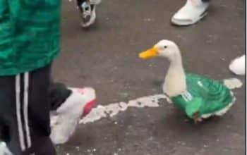 bebek jersey Meksiko viral