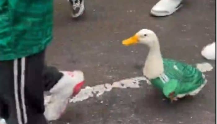 Bukan Pemain atau Suporter, Bebek Berjersey Timnas Meksiko Ini Justru Jadi Bintang Usai Kemenangan Meksiko!