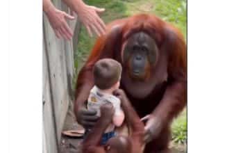 orangutan menyelamatkan balita
