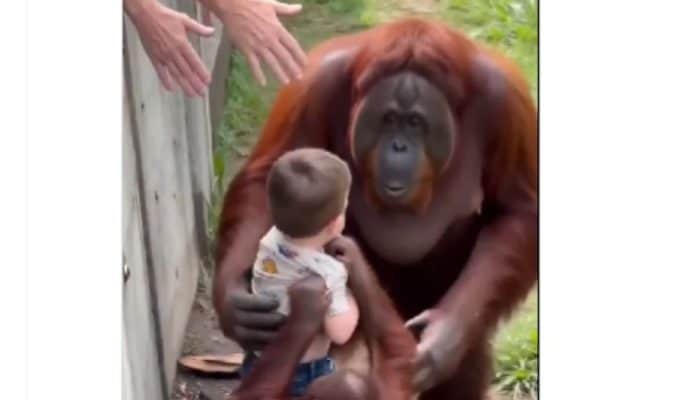 Video AI Orangutan Selamatkan Balita Viral, Netizen Haru Tapi Ternyata Palsu!