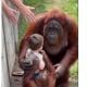 orangutan menyelamatkan balita
