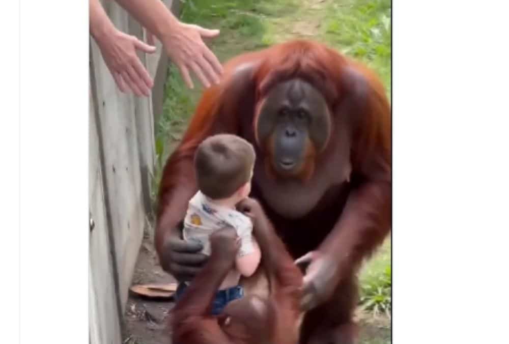 orangutan menyelamatkan balita