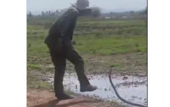 ular cambuk kepala kuda
