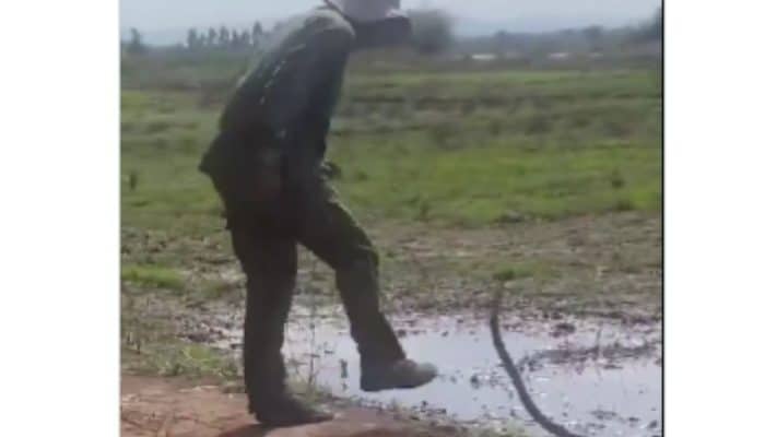 Video Petani ‘Dikejar’ Ular Keras Kepala Viral, Ditonton Jutaan Kali di Media Sosial