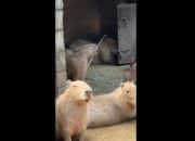 Video Capybara Memutar Tongkat Viral di X, Aksinya Disebut Mirip Ahli Bela Diri