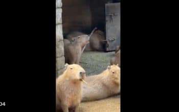 Video capybara viral