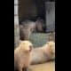 Video capybara viral