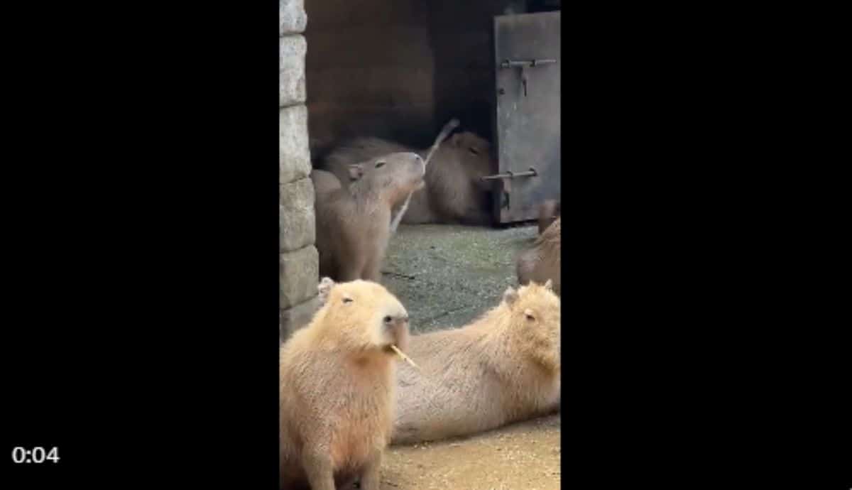 Video capybara viral