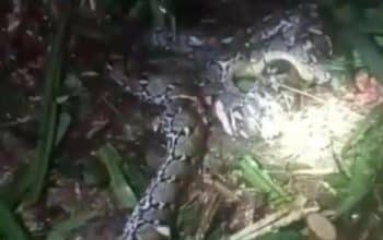 Ular Piton 7,8 Meter Telan Wanita