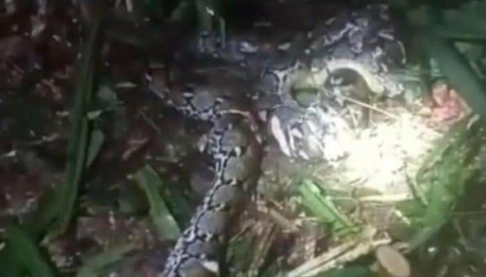 Ular Piton 7,8 Meter Telan Wanita di Taliabu hingga Tewas, Suami Berusaha Menyelamatkan